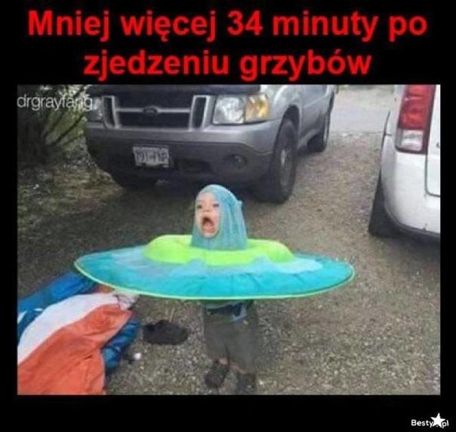 Memy o grzybobraniu 2022