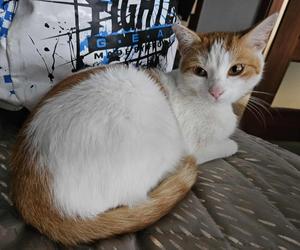 Ktoś strzela do kotów w Zielonej Górze!