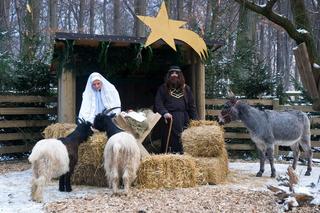 Żywe szopki w Krakowie. Gdzie i kiedy można je zobaczyć?
