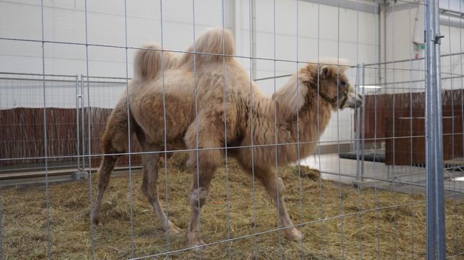 ZOOPARK w Lublinie. „Postawiliśmy na polski las. Chcemy promować nasze zwierzątka”