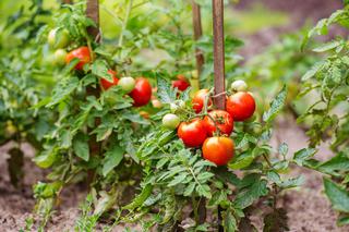 Warzywa psiankowate uprawiane w ogrodzie i na balkonie