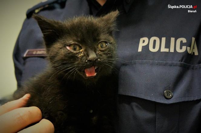 Bieruńska policja uratowała bezdomnego kotka