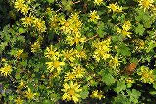 Te rośliny posadź w ogrodzie. Kleszcze i insekty uciekną natychmiast [LISTA]