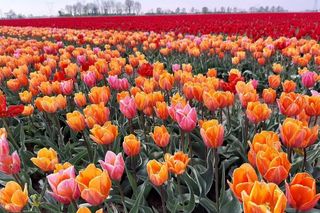 Gospodarstwo Świętokrzyskie tulipany