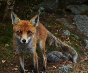 Uważajcie na swoje zwierzęta! W woj. lubelskim wykryto ognisko wścieklizny