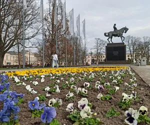 Lublin na wiosnę przyozdabia się w bratki