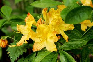 Azalia wielkokwiatowa 'Klondyke' - Rhododendron 'Klondyke'
