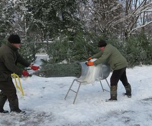 Ceny choinek 2024. Ile trzeba zapłacić za naturalne drzewko? 