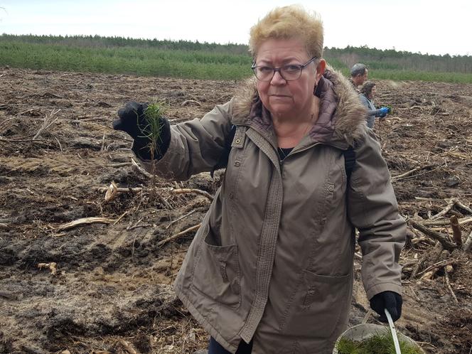 Posadzili kawałek lasu w miejscu wyciętego