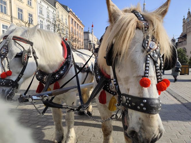 obrońcy zwierząt zniechęcają turystów do przejażdżek dorożkami 