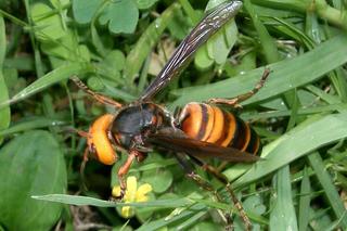 Szerszeń azjatycki