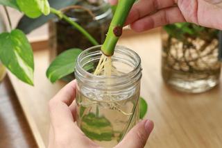 Ukorzenianie sadzonek