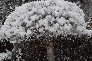 Atak zimy w Śląskiem