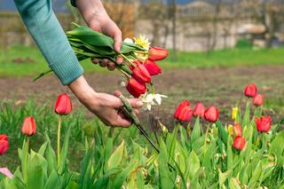 Tulipany i krokusy nie kwitną [Porada eksperta]