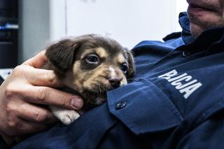 Maleńkie szczeniaczki były bliskie śmierci. Policjanci z Nowego Dworu Gdańskiego pokazali wielkie serca