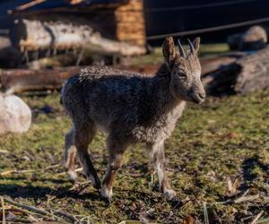 W łódzkim zoo zamieszkały koziorożce syberyjskie