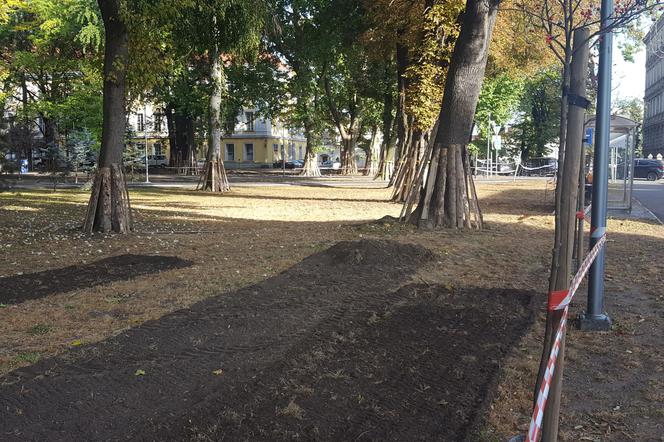 W Parku Kościuszki w Lesznie kwitnąć będą krokusy [FOTO/VIDEO]