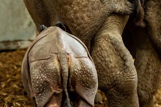 Nosorożec indyjski 