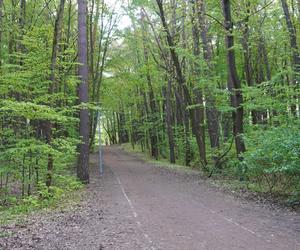 Leży w pobliżu centrum Olsztyna i wygląda bajecznie wiosną. Zobacz piękny rezerwat Mszar [ZDJĘCIA]