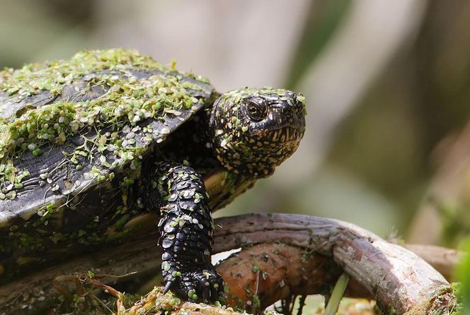 Żyją nawet 120 lat i mają swój własny „raj” pod Lesznem. Tajemniczy mieszkańcy wielkopolskich lasów [ZDJĘCIA]