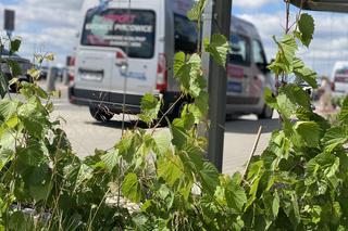 Zazieleniony teren parkingu i pasażu przed terminalami Katowice Airport