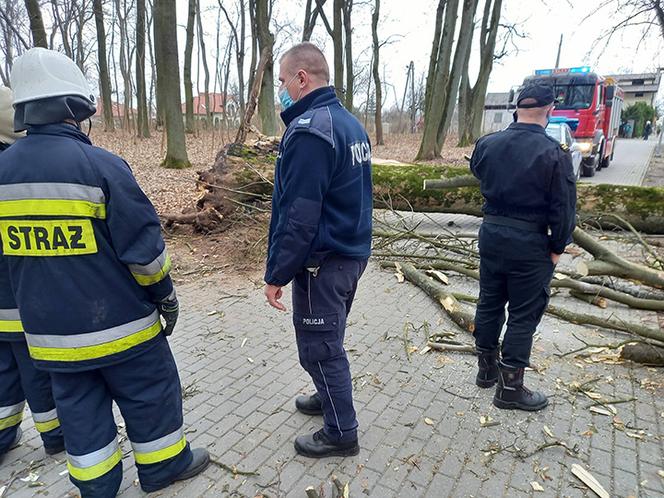 Maję zabiło spróchniałe drzewo w parku