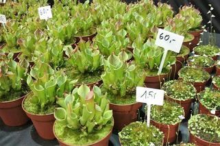 Krwiożercze rośliny opanowały katowicki Spodek! Trwa Festiwal Roślin Owadożernych [ZDJĘCIA, AUDIO]