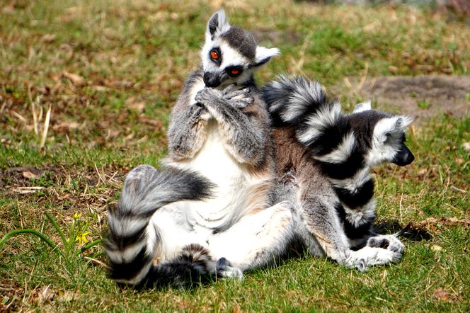 Sześć małych królów Julianów we wrocławskim zoo