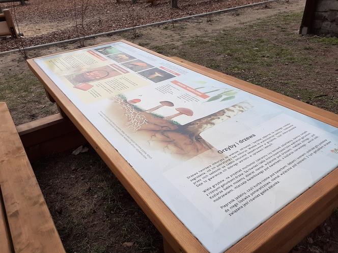 Drzewka i rekreacja na Barbarce
