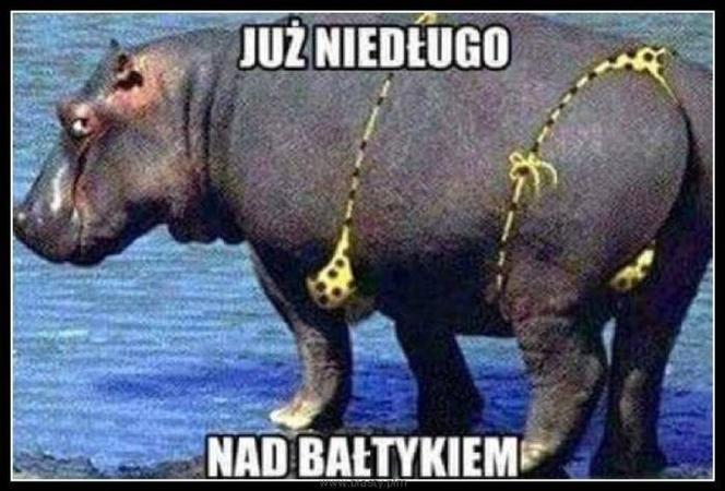 Wakacje rozpoczęte! Polacy ruszyli na plaże! Zobacz najlepsze MEMY!