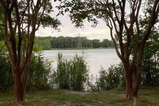 Najwieksza złota rybka świata! spełni największe życzenia?