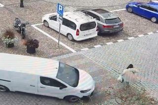 Namysłów. Ciężarna kobieta potrącona na przejściu dla pieszych. Wypadek zarejestrowała kamera [ZDJĘCIA]