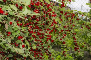 Wiśnia kosmata (Prunus tomentosa) - wymagania, uprawa, pielęgnacja, zastosowanie 
