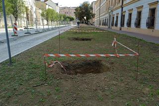 Nasadzenia drzew przy ulicy Piłsudskiego