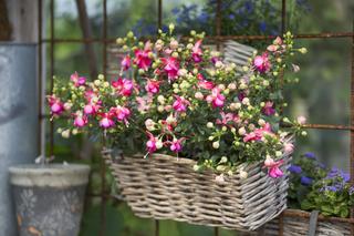 Najlepsze kwiaty na balkon