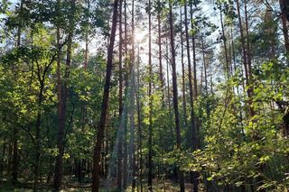 W Kujawsko-Pomorskiem jest Wioska grzybowa. Krzywogoniec w Borach Tucholskich to raj dla grzybiarzy: Podgrzybek dopiero się rzuca