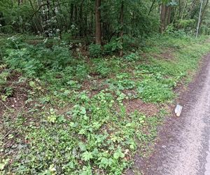 Rąbnęli w łosia, osierocili synka