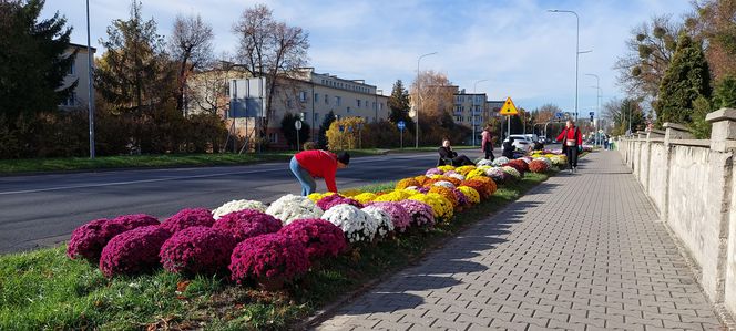 Przygotowania do Wszystkich Świętych Zamość