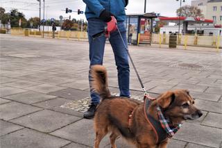 Parada Psów Adoptowanych w Bydgoszczy 2022 [ZDJĘCIA]