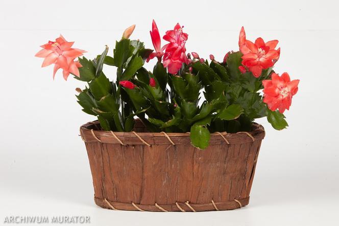 Grudnik (Schlumbergera)