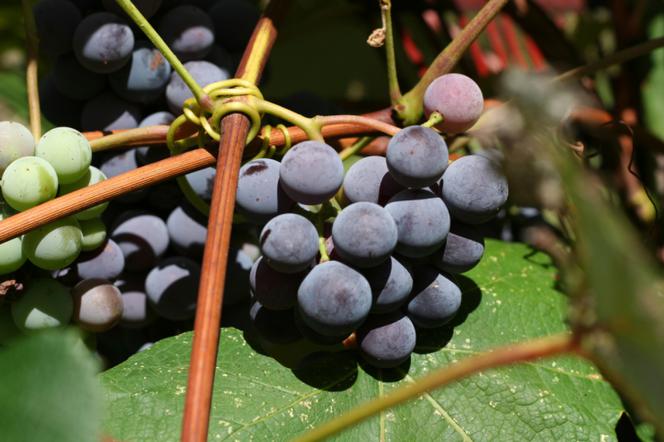 Winogrona z ogrodu