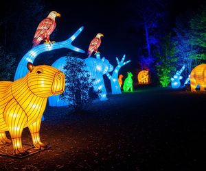 Wrocławskie zoo rozbłysło. Jakie tajemnice kryje nocna Dzika Ameryka?