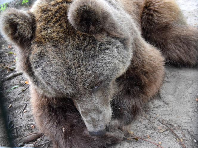 Niedźwiedź Baloo z poznańskiego zoo