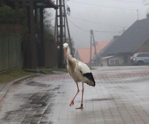 Bocian wrócił na ukochaną wieś. W Krutyni czekali na niego całą zimę