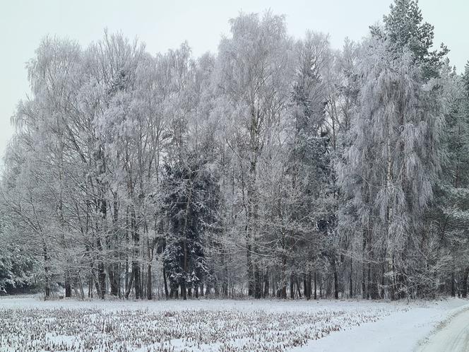 Zima na Podkarpaciu. Niezwykłe krajobrazy [ZDJĘCIA]