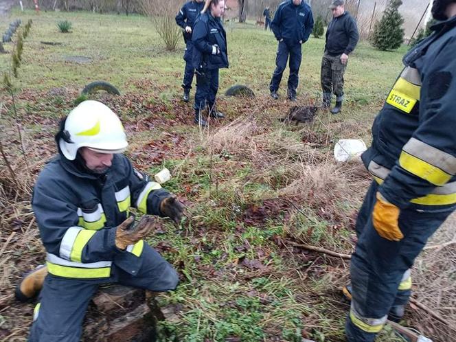 Pies wpadł do szamba. Strażacy z Wolina uratowali mu życie