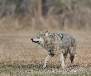 Nadleśniczy uchwycił przepięknego wilka w wielkopolskich lasach