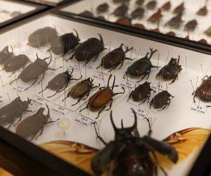 I Międzynarodowy Dzień Wymiany Owadów i Targi Entomologiczne w Bytomiu