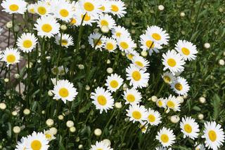 Białe kwiaty ogrodowe: złocień wielki