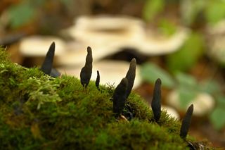 Palce umarlaka” w bieszczadzkich lasach